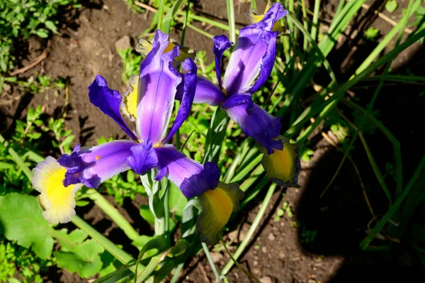 Baharda Güneşli Bir Günde Bahçede Büyüyen Güzel Irisler — Stok fotoğraf