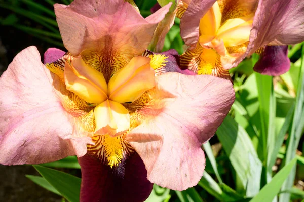 Baharda güneşli bir günde bahçede büyüyen güzel irisler. 