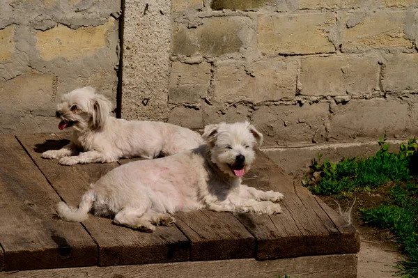 Yaz Günü Dışarıda Dinlenen Sevimli Köpekler — Stok fotoğraf