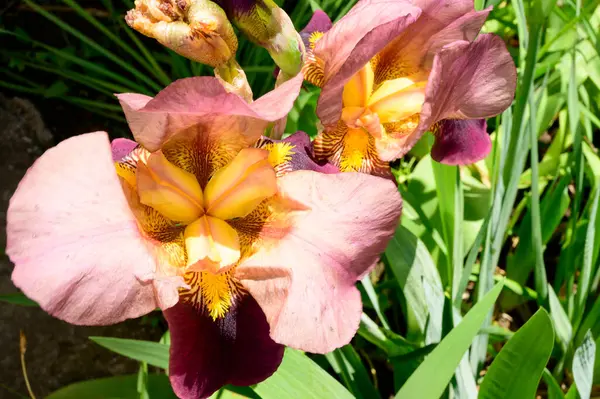 Baharda güneşli bir günde bahçede büyüyen güzel irisler. 