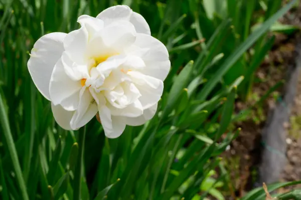 Красива Квітка Росте Саду Навесні Сонячний День — стокове фото