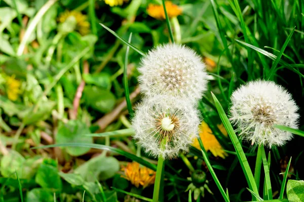 Baharda, güneşli bir günde bahçede büyüyen güzel karahindibalar. 