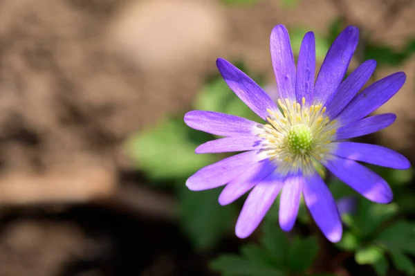Belle Fleur Poussant Dans Jardin Printemps Jour Ensoleillé — Photo