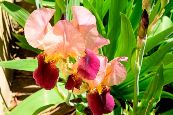 Beaux Iris Poussant Dans Jardin Printemps Jour Ensoleillé — Photo