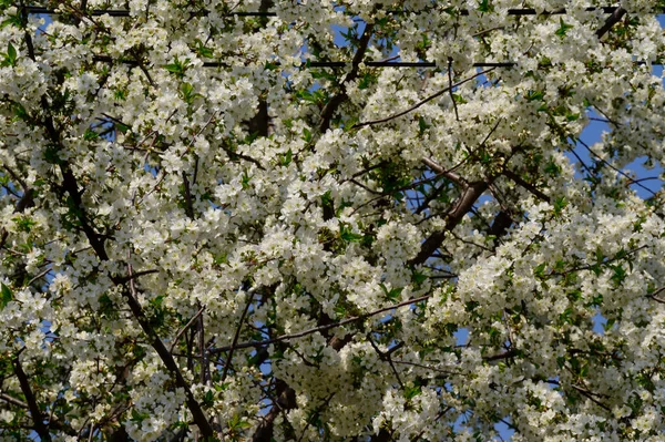 Branches Cerisier Avec Belles Fleurs Gros Plan Concept Printemps — Photo