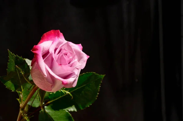 Koyu Arkaplanda Güzel Bir Gül Yaz Konsepti Yakın Görüş — Stok fotoğraf