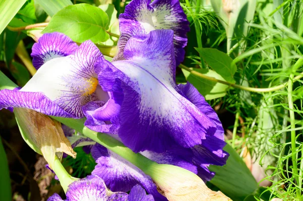 Vackra Iris Växer Trädgården Våren Solig Dag — Stockfoto
