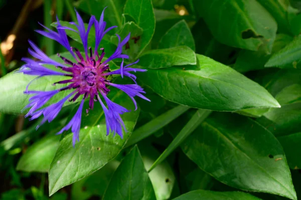 Baharda, güneşli bir günde bahçede büyüyen güzel çiçek. 