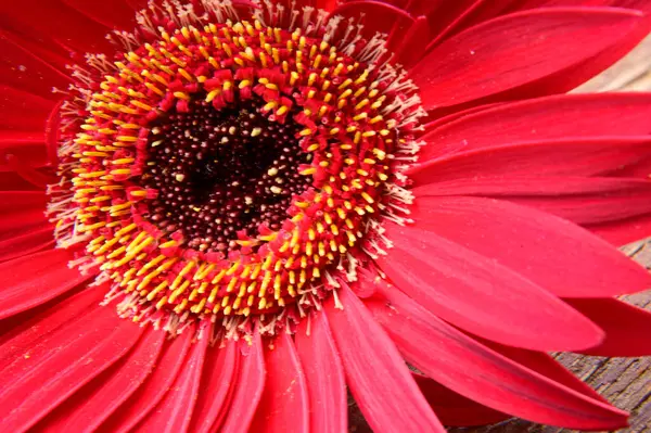 Beautiful Gerbera Flower Wooden Background Summer Concept Close View — Stock Photo, Image