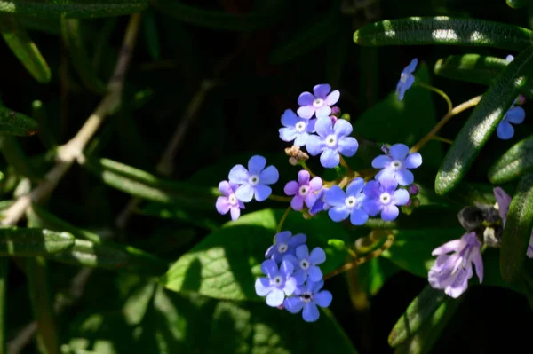 Schöne Blumen Wachsen Garten Sonnigen Frühlingstag — Stockfoto