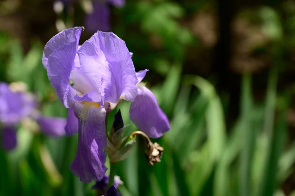 Hermoso Iris Creciendo Jardín Primavera Día Soleado —  Fotos de Stock