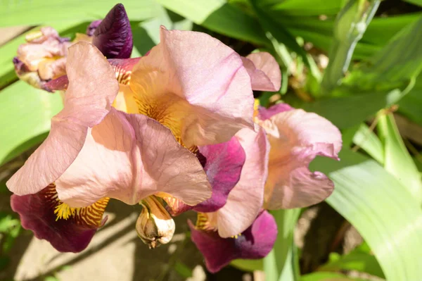 Baharda güneşli bir günde bahçede büyüyen güzel bir göz. 