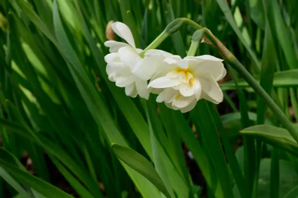 Красиві Нарциси Ростуть Саду Навесні Сонячний День — стокове фото