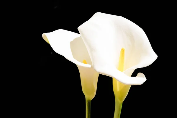 Schöne Calla Blüten Auf Dunklem Hintergrund Sommerkonzept Nahsicht — Stockfoto