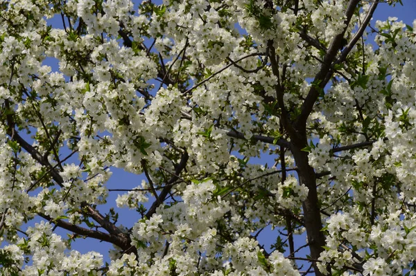 Branches Cerisier Avec Belles Fleurs Gros Plan Concept Printemps — Photo