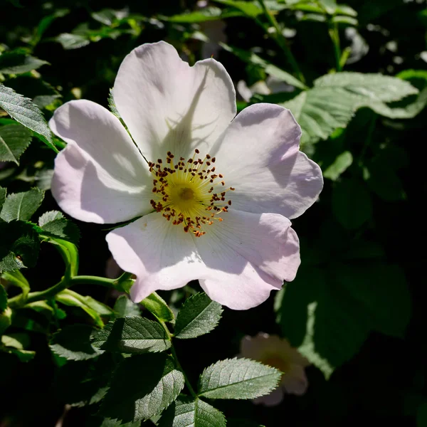 Vacker Blomma Växer Trädgården Våren Solig Dag — Stockfoto