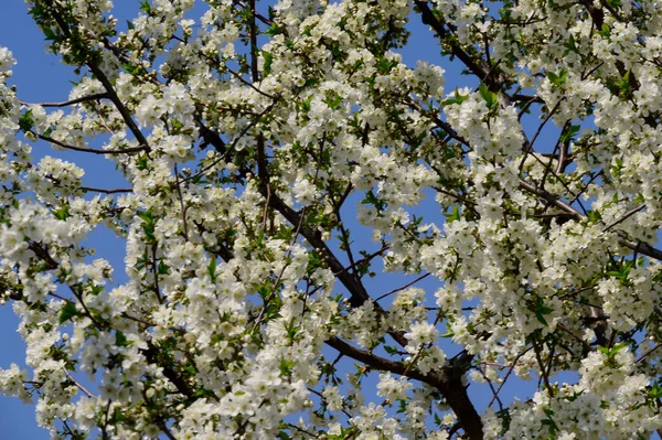 Güzel çiçekli kiraz ağacı dalları, yakın plan, bahar konsepti.  