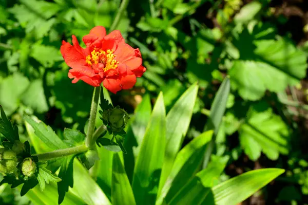 Baharda Güneşli Bir Günde Bahçede Büyüyen Güzel Çiçek — Stok fotoğraf