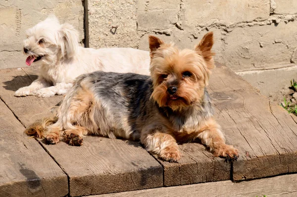 Yaz Günü Dışarıda Dinlenen Sevimli Köpekler — Stok fotoğraf