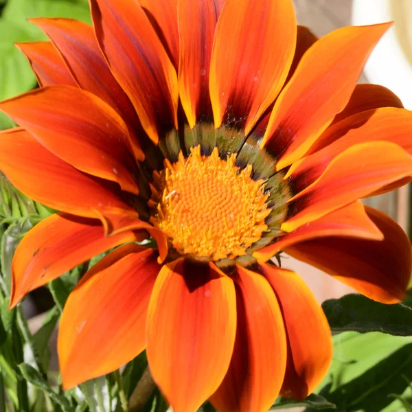 Baharda, güneşli bir günde bahçede büyüyen güzel çiçek. 