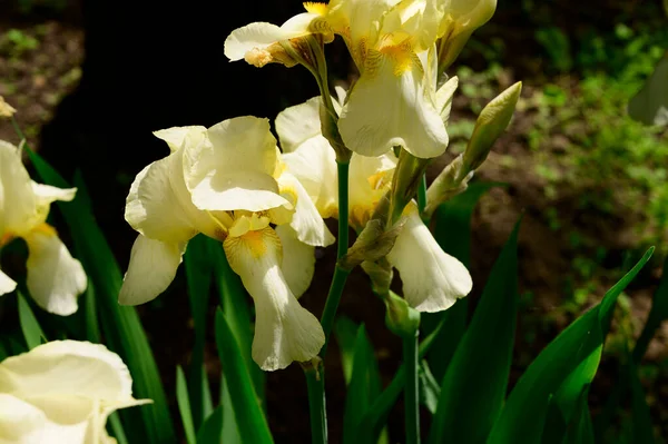 Baharda güneşli bir günde bahçede büyüyen güzel irisler. 