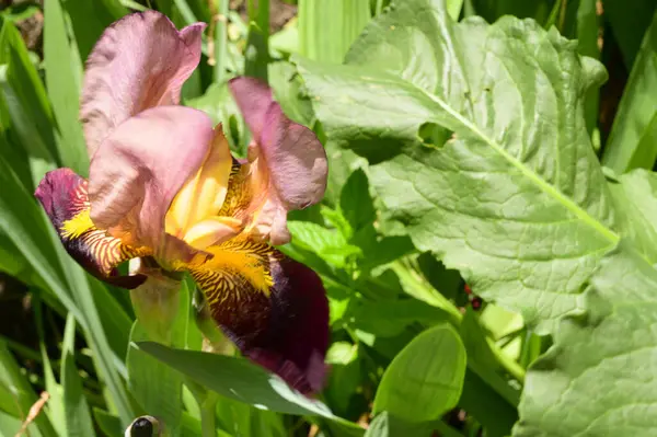 Baharda güneşli bir günde bahçede büyüyen güzel bir göz. 