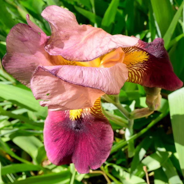 Baharda güneşli bir günde bahçede büyüyen güzel irisler. 