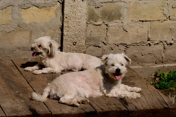 Yaz Günü Dışarıda Dinlenen Sevimli Köpekler — Stok fotoğraf