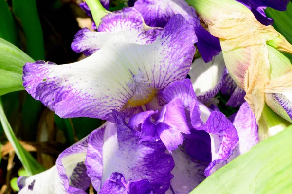 Mooie Irissen Groeien Tuin Het Voorjaar Zonnige Dag — Stockfoto