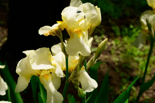 Baharda güneşli bir günde bahçede büyüyen güzel irisler. 