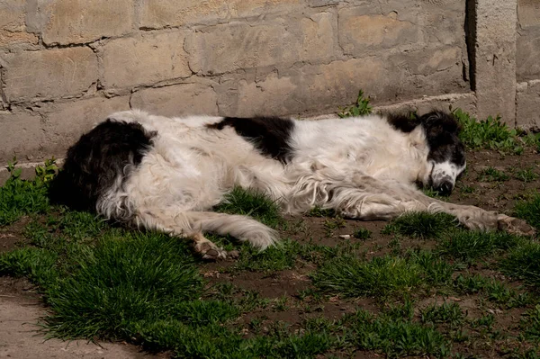 Lindo Perro Descansando Aire Libre Día Verano — Foto de Stock