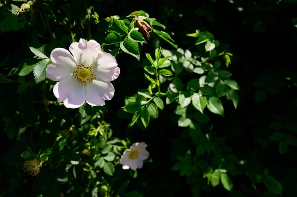 春の晴れた日に庭で育つ美しい花 — ストック写真