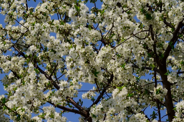 Güzel çiçekli kiraz ağacı dalları, yakın plan, bahar konsepti.  