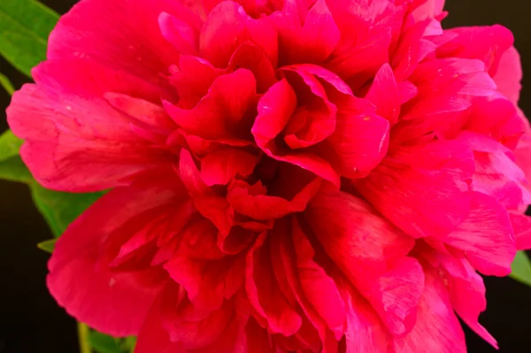 Koyu arkaplanda güzel bir şakayık, yaz konsepti, yakın görüş  