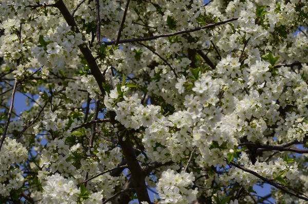Güzel çiçekli kiraz ağacı dalları, yakın plan, bahar konsepti.  