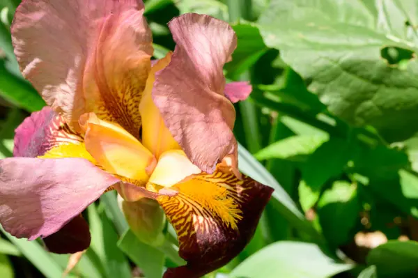 Baharda güneşli bir günde bahçede büyüyen güzel bir göz. 