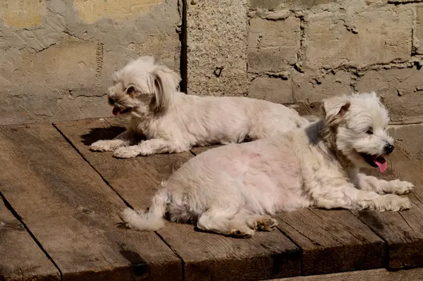 Yaz Günü Dışarıda Dinlenen Sevimli Köpekler — Stok fotoğraf