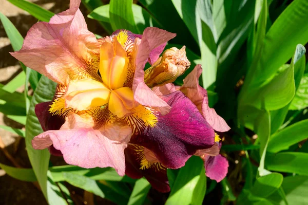 Baharda güneşli bir günde bahçede büyüyen güzel bir göz. 