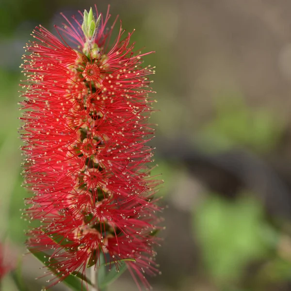 Bel Fiore Che Cresce Giardino Primavera Giornata Sole — Foto Stock