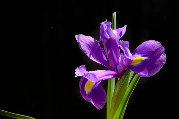 Hermoso Iris Sobre Fondo Oscuro Concepto Verano Vista Cercana —  Fotos de Stock