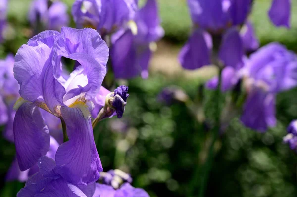 Belas Íris Crescendo Jardim Dia Ensolarado Primavera — Fotografia de Stock