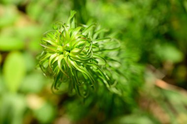 Baharda bahçede yetişen güzel yeşil bitki güneşli bir günde 