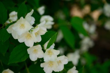 Yasemin çiçeği açan ağaç dalları, güzel çiçekler, yakın plan, bahar konsepti  