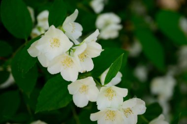 Yasemin çiçeği açan ağaç dalları, güzel çiçekler, yakın plan, bahar konsepti  