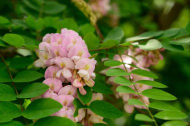Güzel çiçekli ağaç dalları, yakın plan, bahar konsepti.  