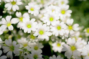 Baharın güneşli günlerinde bahçede büyüyen güzel çiçekler. 