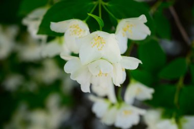 Yasemin çiçeği açan ağaç dalları, güzel çiçekler, yakın plan, bahar konsepti  