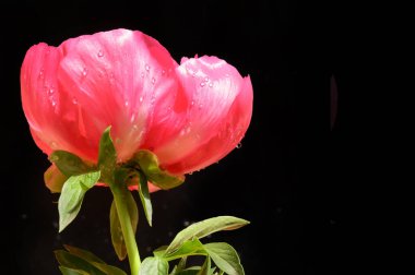 Koyu arkaplanda güzel bir çiçek, yaz konsepti, yakın görüş  