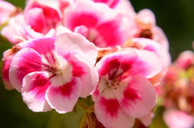 Baharın güneşli günlerinde bahçede büyüyen güzel çiçekler. 