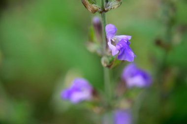 Baharın güneşli günlerinde bahçede büyüyen güzel çiçekler. 